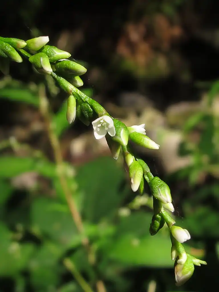 Foto de Persicaria hydropiper (Persicaria hydropipers)