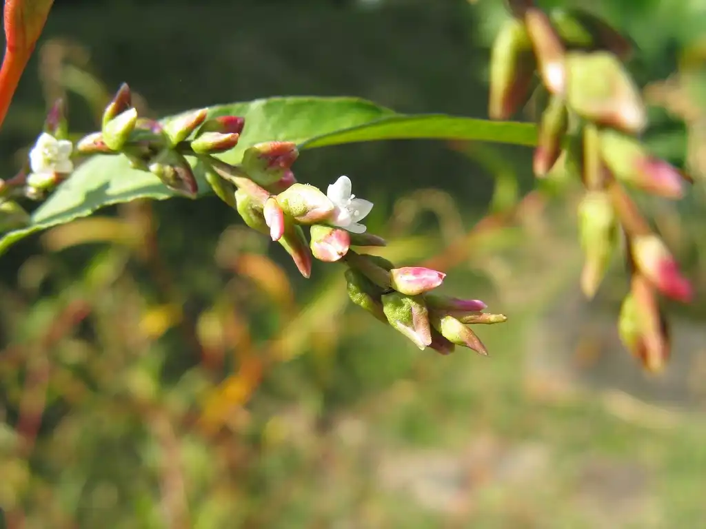 Foto de Persicaria hydropiper (Persicaria hydropipers)