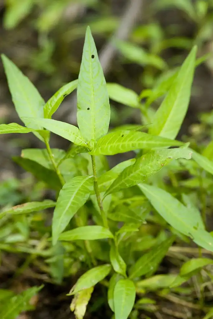 Foto de Persicaria hydropiper - Polygonum hydropiper:Olivier Pichard