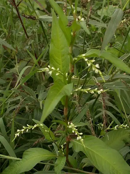 Foto de Persicaria hydropiper - Polygonum hydropiper leaf with flower:Aroche
