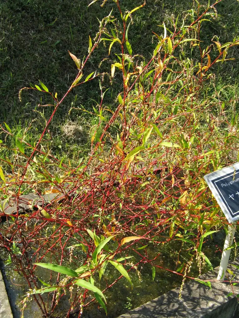 Foto de Persicaria hydropiper - Polygonum hydropiper stems:Kenpei