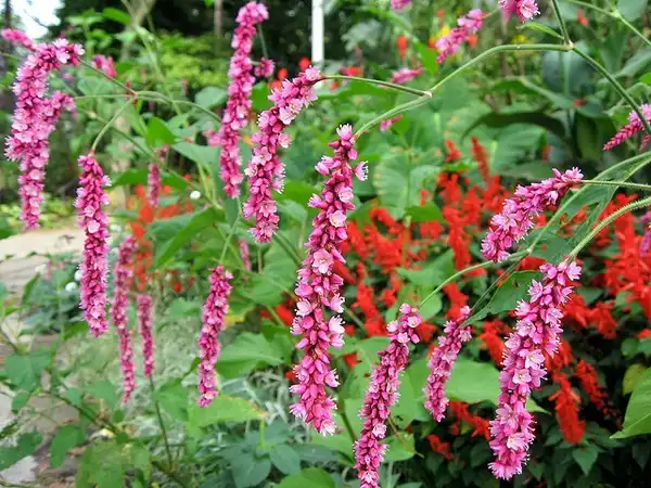 Photo of Persicaria orientalis (Persicaria orientaliss)