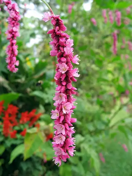 Photo of Persicaria orientalis (Persicaria orientaliss)