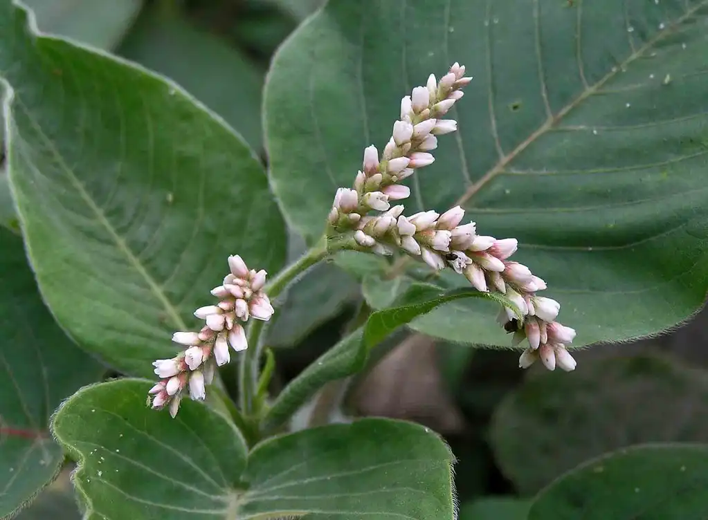 Photo of Persicaria orientalis - Polygonum orientale Leaves:Taipei Botanical Garden