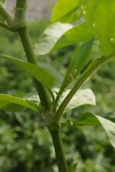 Photo of Persicaria orientalis - Polygonum orientale Stem with leaves:Benjamin Zwittnig