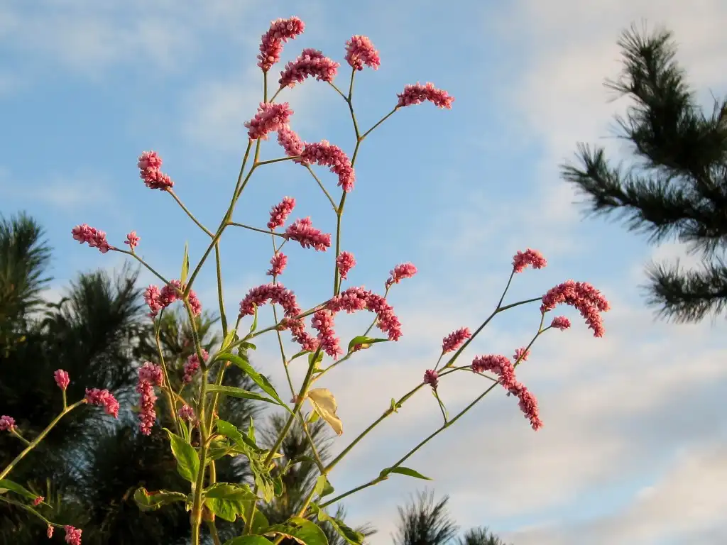 Photo of Persicaria orientalis - Polygonum orientale Whole plant:cultivar413