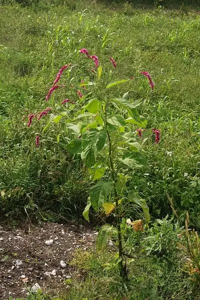 Photo of Persicaria orientalis - Polygonum orientale Whole plant:Benjamin Zwittnig