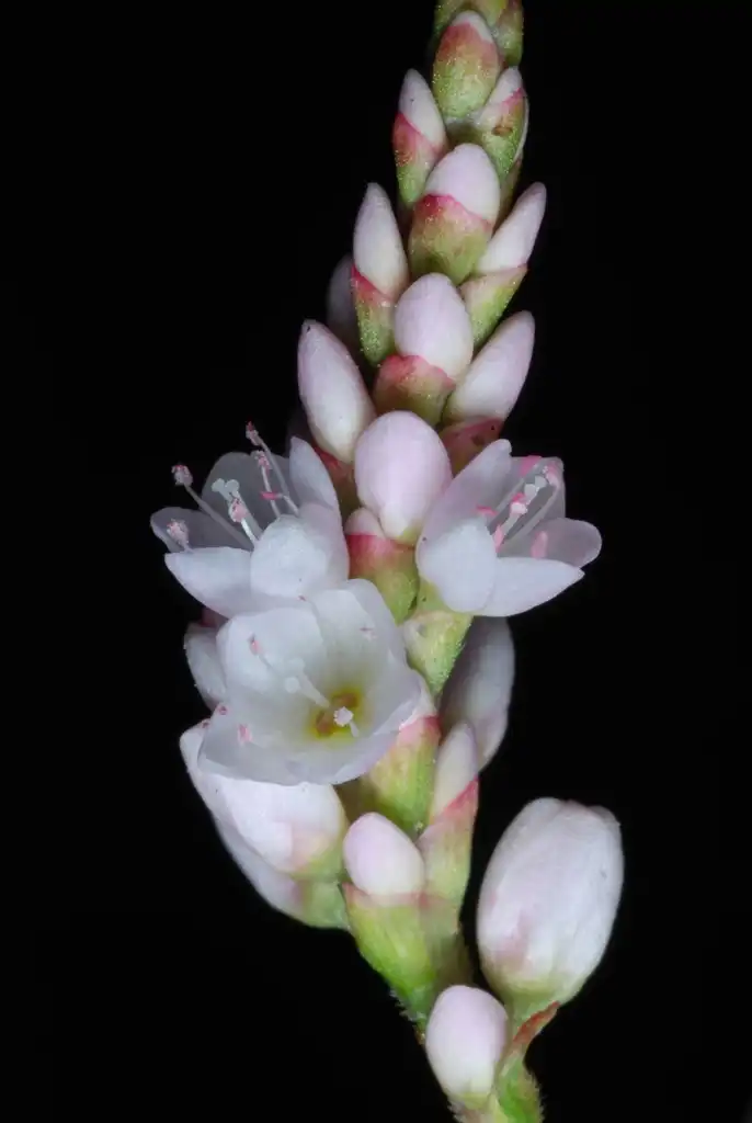Foto de Persicaria pensylvanica (Persicaria pensylvanicas)