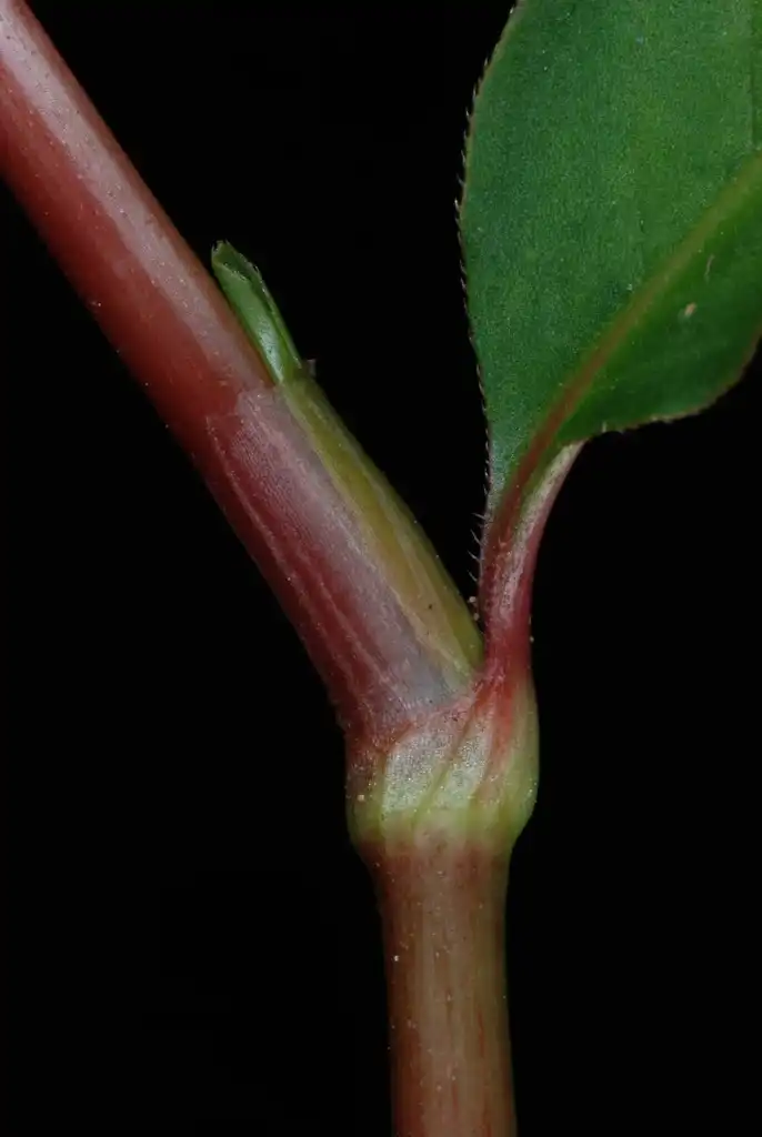 Foto de Persicaria pensylvanica (Persicaria pensylvanicas)