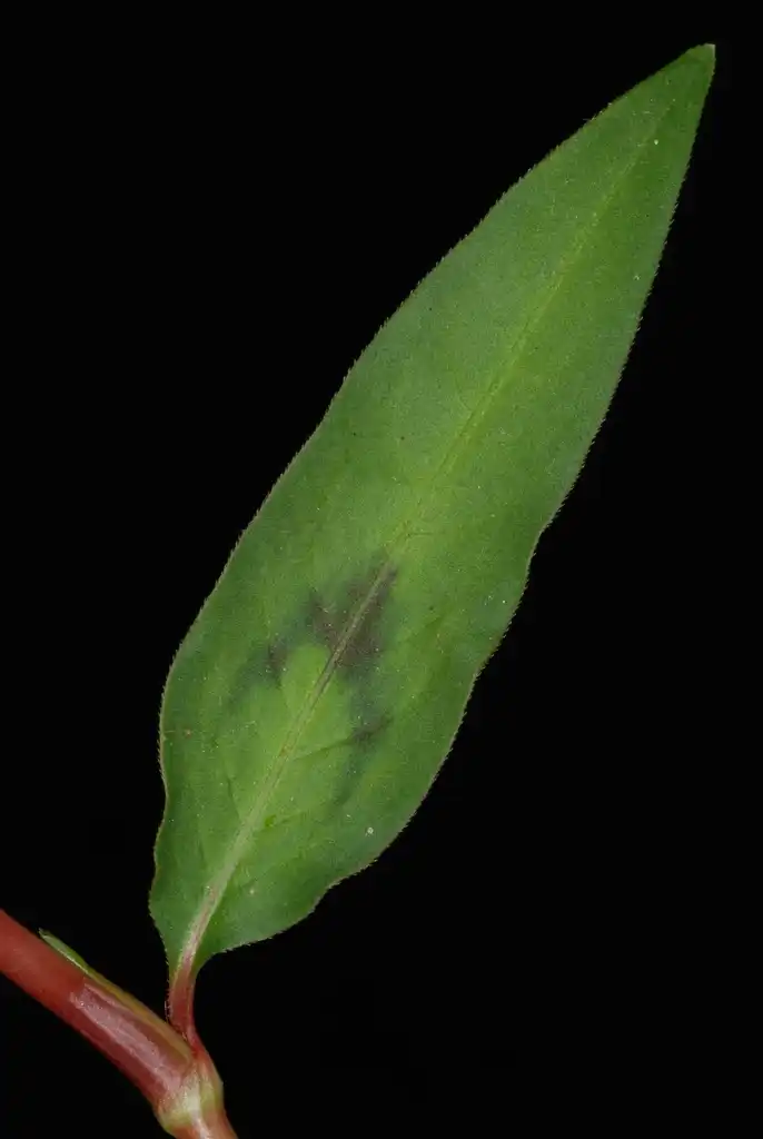 Foto de Persicaria pensylvanica - (Guilford County, US-NC)-Early Fall:Douglas Goldman, USDA