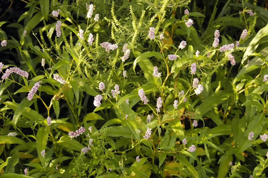 Foto de Persicaria pensylvanica - Polygonum pennsylvanicum:Frank Mayfield