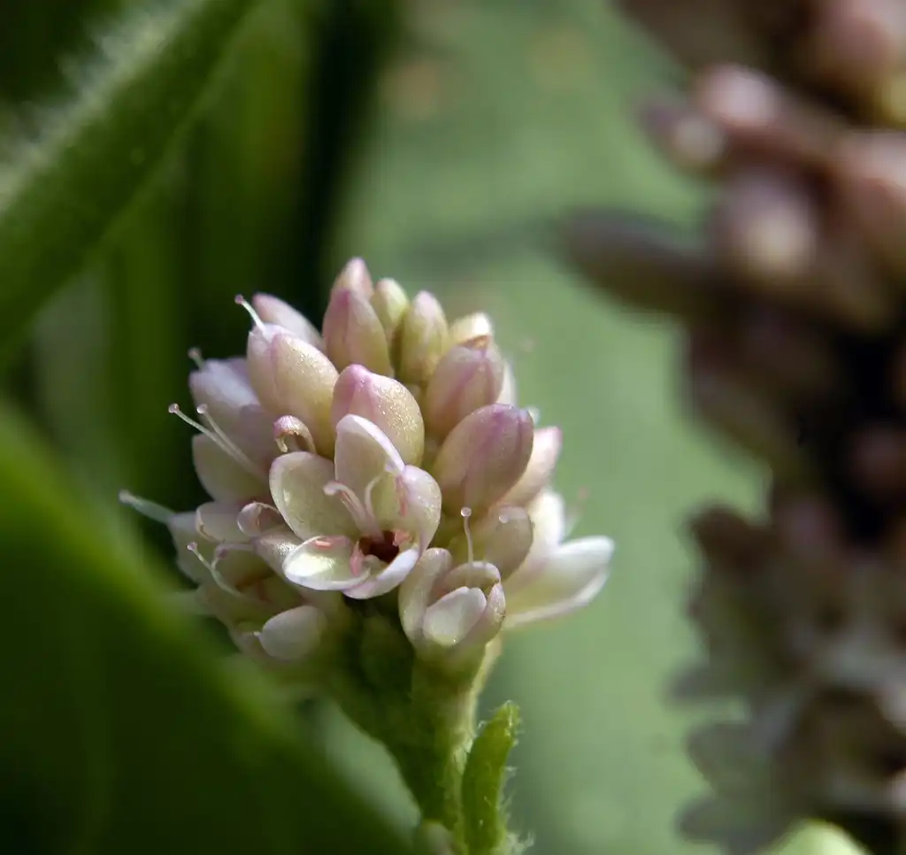 Foto de Persicaria pensylvanica - Polygonum pennsylvanicum:Frank Mayfield