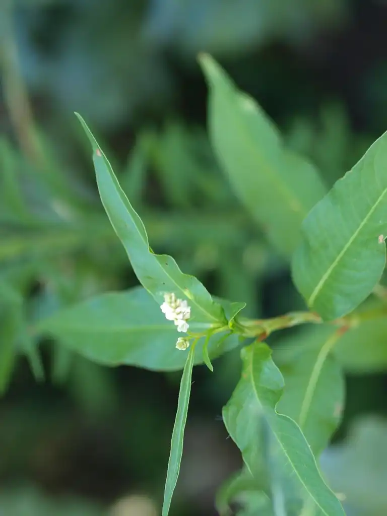 Foto de Persicaria pensylvanica - Polygonum pennsylvanicum:F.D. Richards