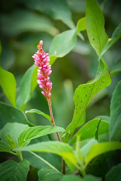 Foto de Persicaria pensylvanica - Polygonum pennsylvanicum flower close-up:Andrew C
