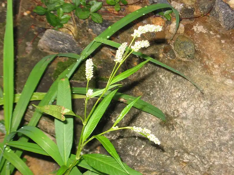 Foto de Persicaria pensylvanica - Polygonum pennsylvanicum:Jomegat