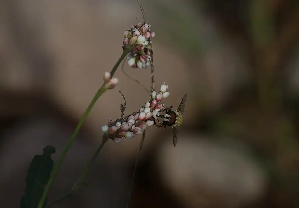 Foto de Persicaria pensylvanica - Polygonum pennsylvanicum buds:Dick Stewart