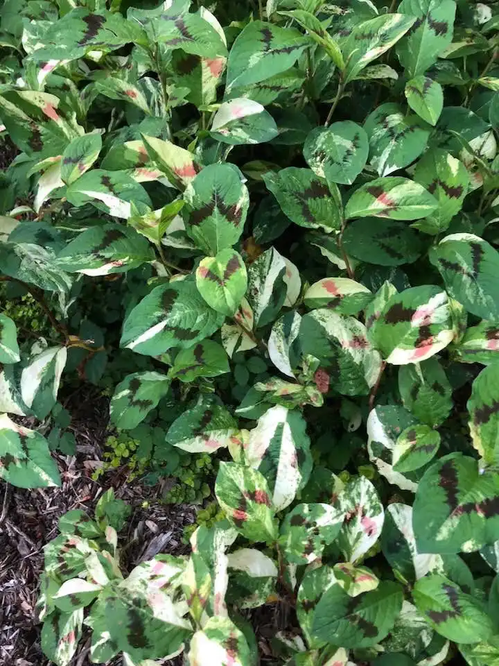 Photo of Persicaria virginiana (Persicaria virginianas)