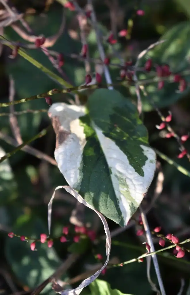 Photo of Persicaria virginiana (Persicaria virginianas)