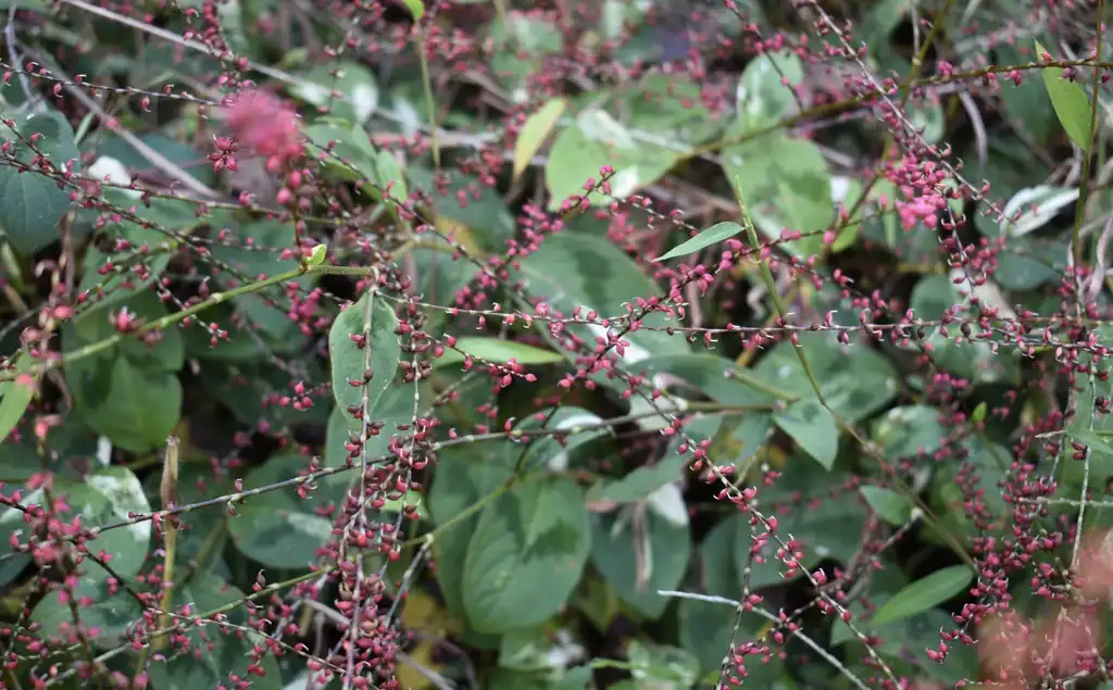 Photo of Persicaria virginiana - Seeds (Wake County,NC):Cathy Dewitt
