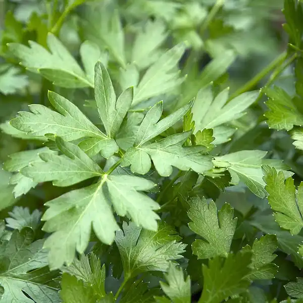 Фото Petroselinum crispum (Petroselinum crispums)