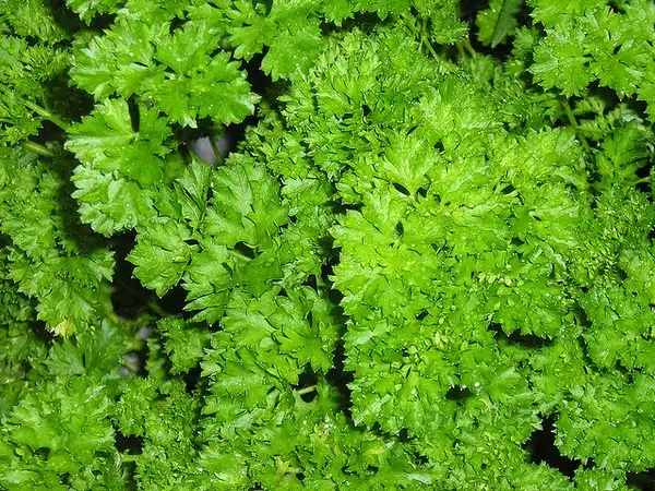 Фото Petroselinum crispum (Petroselinum crispums)