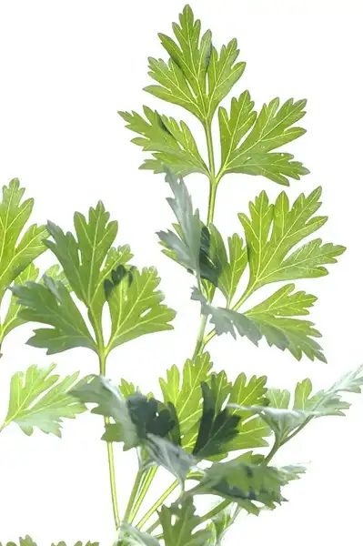 Фото Petroselinum crispum - Petroselinum crispum:Tonal Luminosity