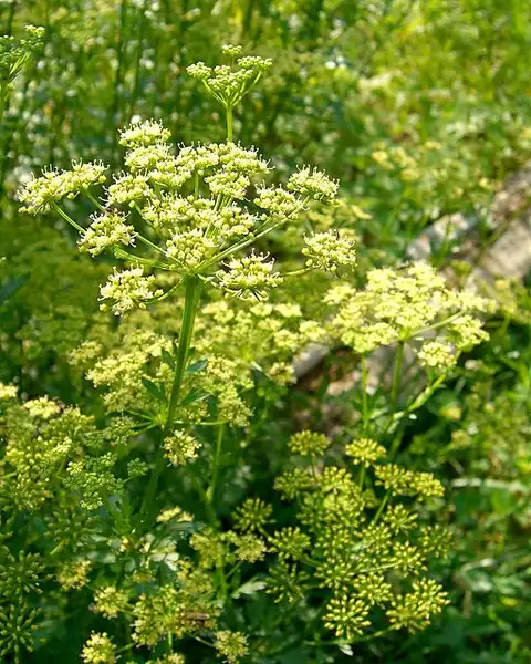 Фото Petroselinum crispum - Petroselinum crispum:Jason Hollinger