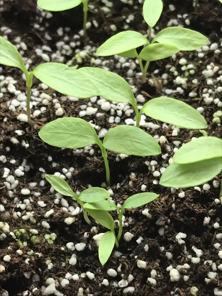 Фото Petroselinum crispum - Seedling:K. Andre