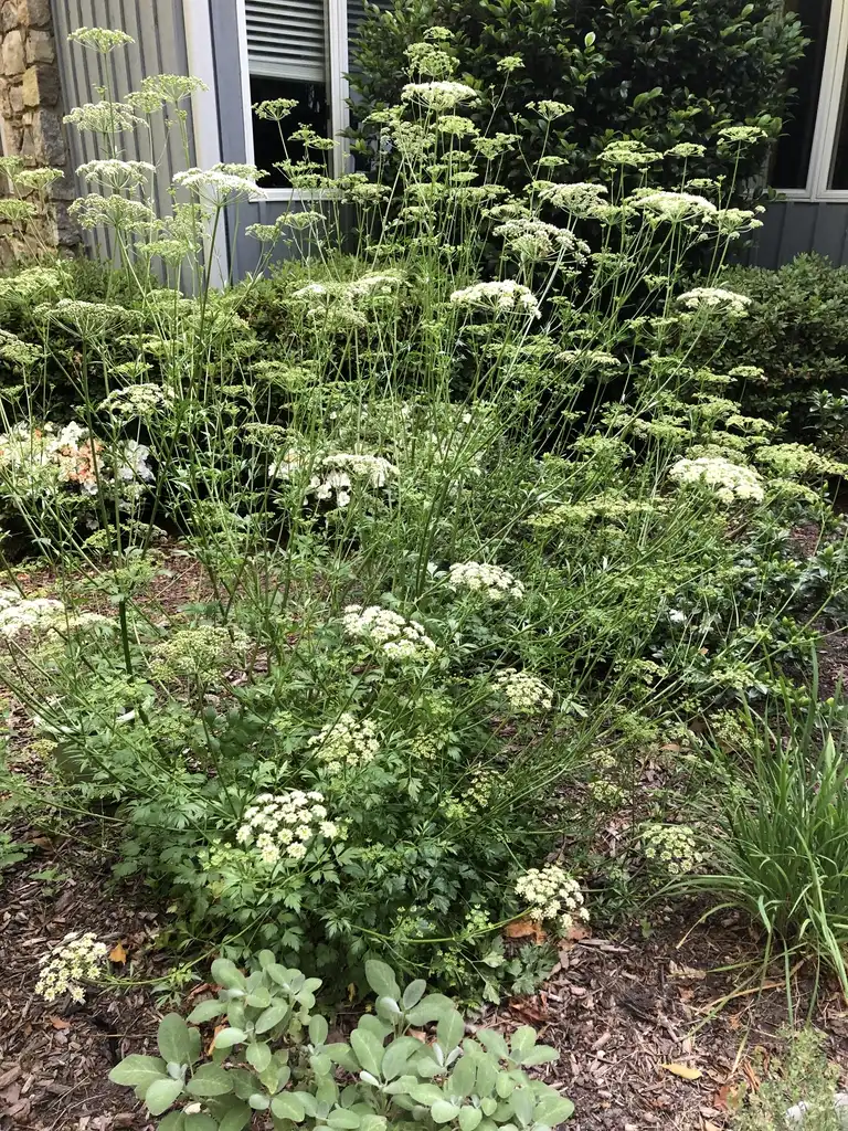 Фото Petroselinum crispum - Full Form (Durham County,NC):Andrea Laine