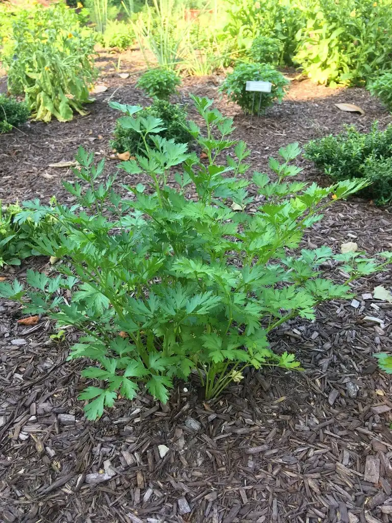 Фото Petroselinum crispum - Form (Wilson Botanical Garden,NC):Cathy Dewitt