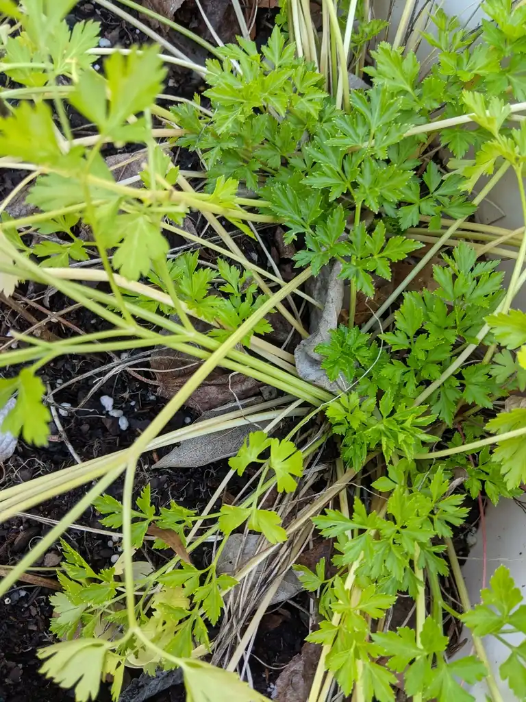 Фото Petroselinum crispum - Leaves (Cabarrus County, NC)-Late Winter:Hope Duckworth