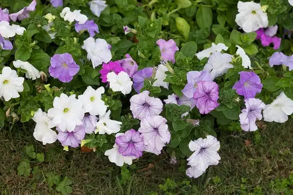 Photo of Petunia x hybrida (Petunia x hybridas)