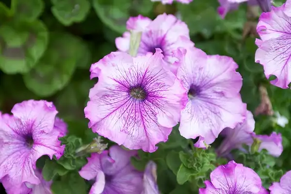 Photo of Petunia x hybrida (Petunia x hybridas)