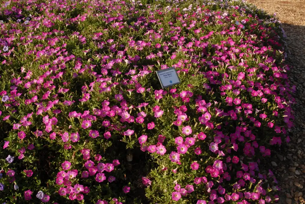 Photo of Petunia x hybrida - 'Opera Supreme Pink Morn' Form:Jim Robbins