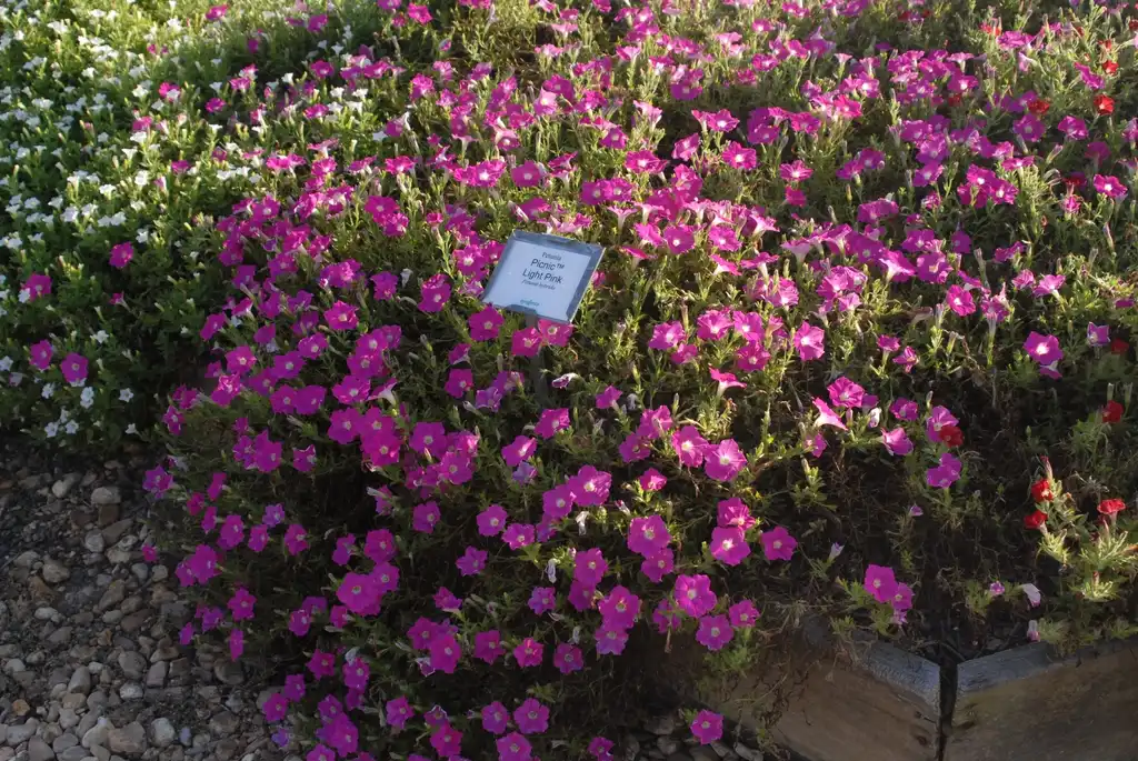Photo of Petunia x hybrida - 'Picnic Light Pink' Form:Jim Robbins