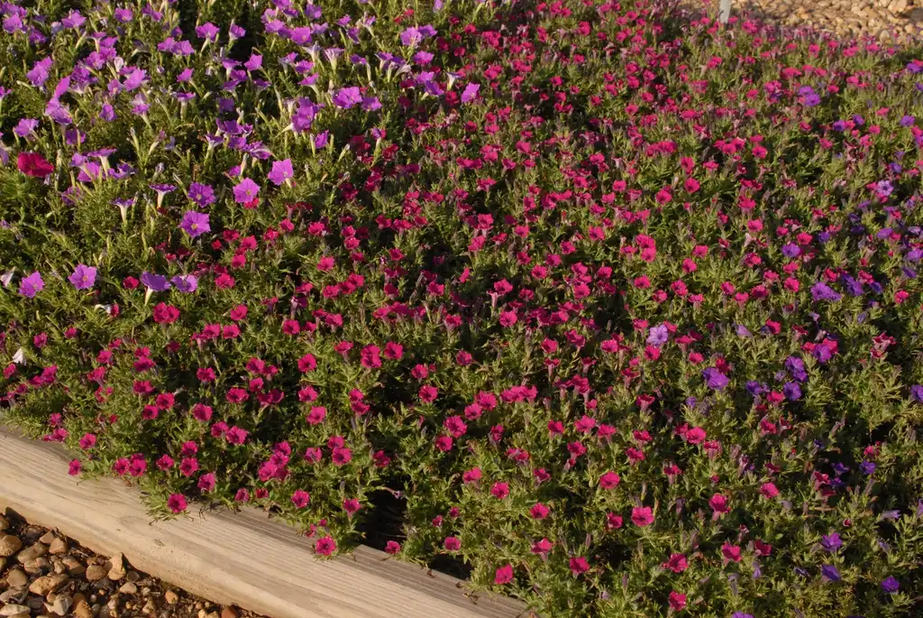 Photo of Petunia x hybrida - 'SUM Indigo Charm' Form:Jim Robbins
