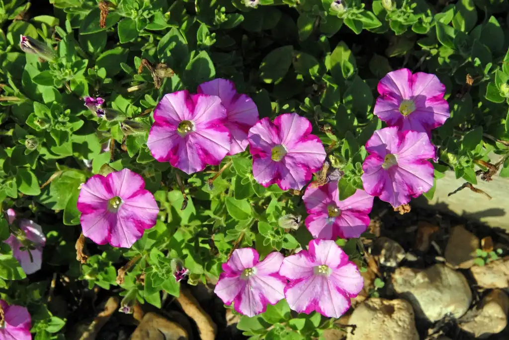 Photo of Petunia x hybrida - 'Supertunia Raspberry Blast' Flower:Jim Robbins