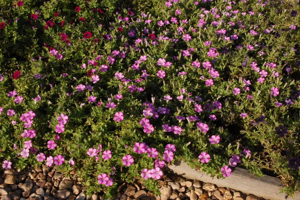 Photo of Petunia x hybrida - 'Supertunia Raspberry Blast' Form:Jim Robbins
