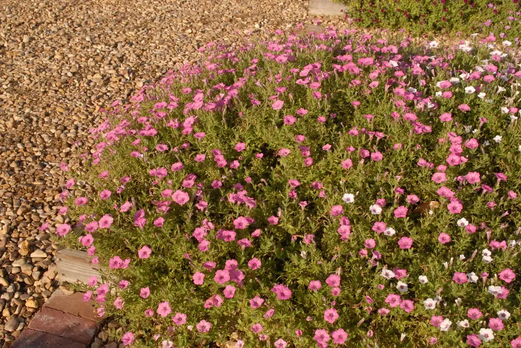 Photo of Petunia x hybrida - 'Supertunia Vista Bubblegum' Form:Jim Robbins