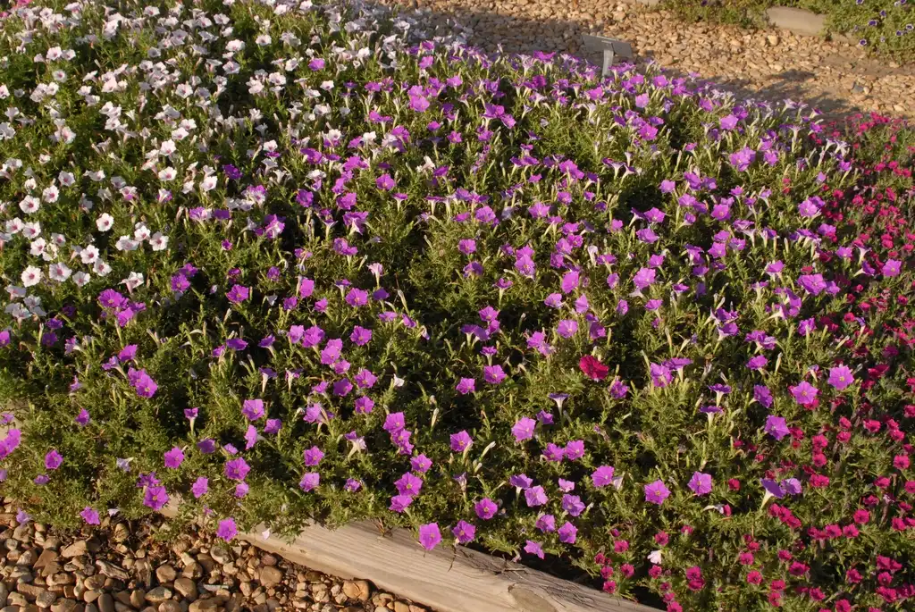 Photo of Petunia x hybrida - 'Supertunia Vista Lavender' Form:Jim Robbins