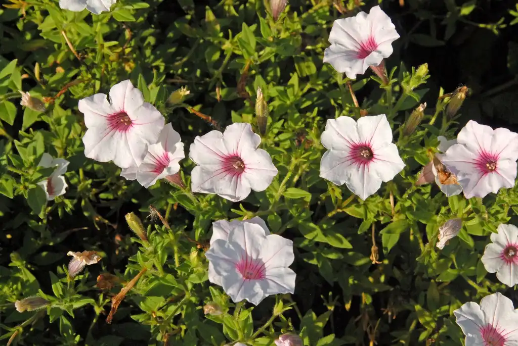 Photo of Petunia x hybrida - 'Supertunia Vista Silverberry' Flower:Jim Robbins