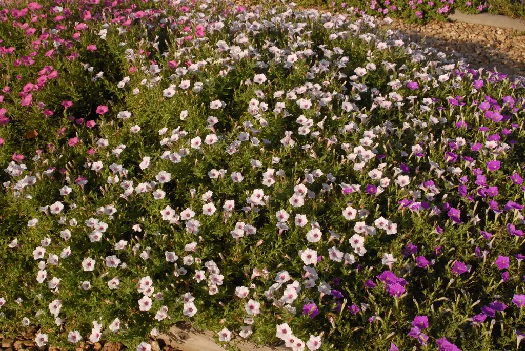 Photo of Petunia x hybrida - 'Supertunia Vista Silverberry' Form:Jim Robbins