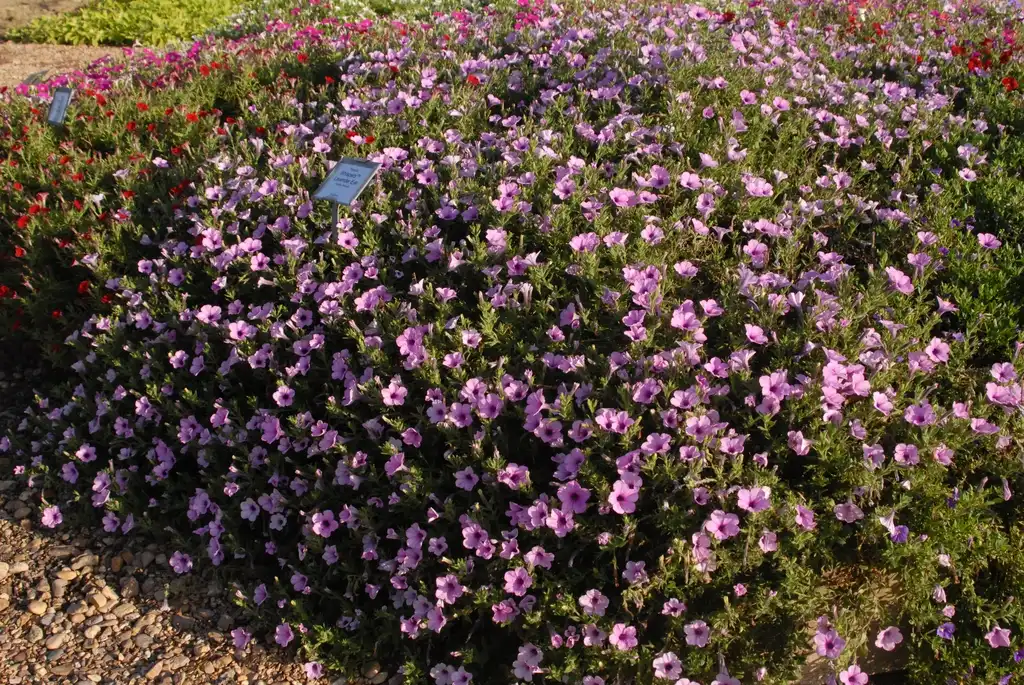 Photo of Petunia x hybrida - 'Whispers Lavender Eye' Form:Jim Robbins