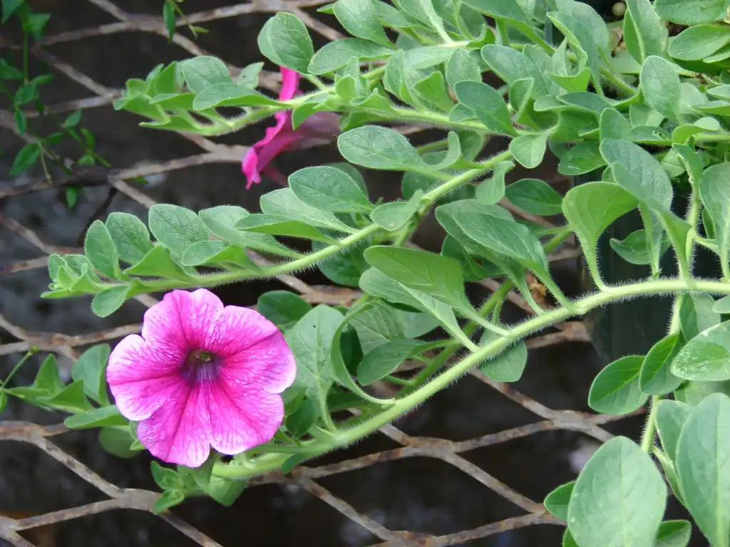 Photo of Petunia x hybrida - Leaf and stem:Forest and Kim Starr