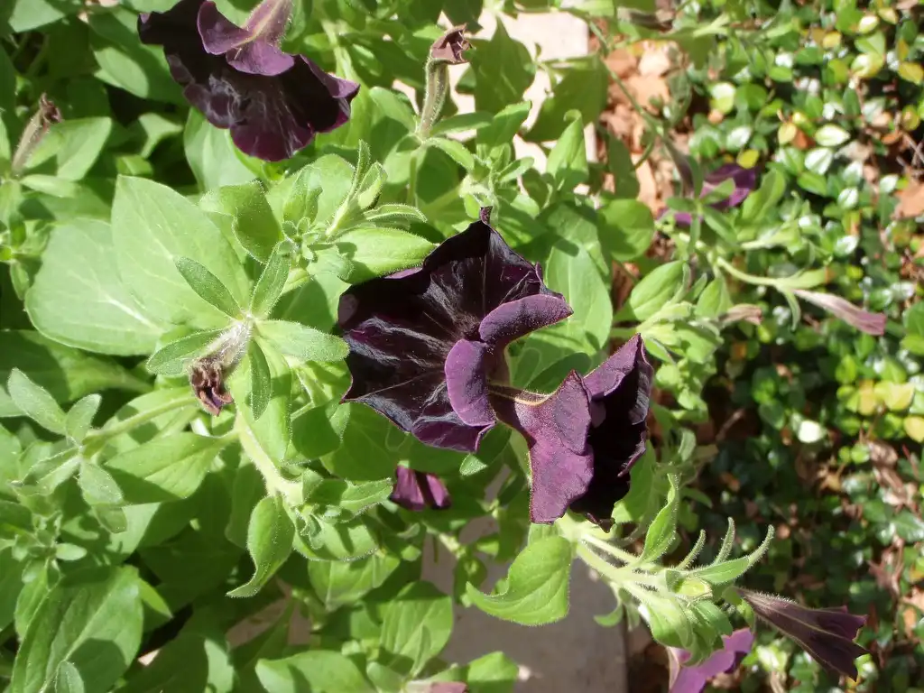 Photo of Petunia x hybrida - 'Black Velvet' Flower and Leaf:Jim Robbins