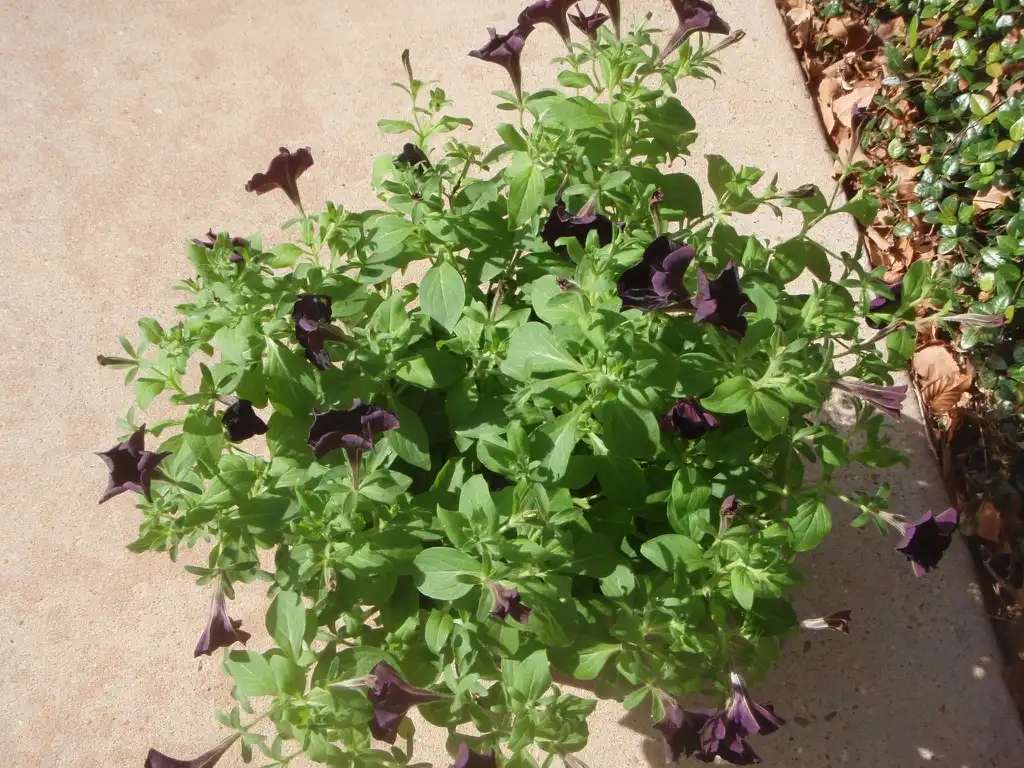 Photo of Petunia x hybrida - 'Black Velvet' Flower Form:Jim Robbins