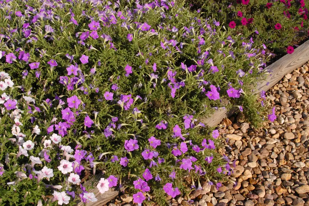 Photo of Petunia x hybrida - 'Lagender Skies' Flower Form:Jim Robbins