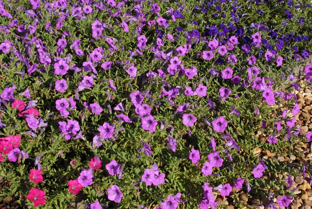 Photo of Petunia x hybrida - 'Sanguna Lavender Vein' Flower Form:Jim Robbins