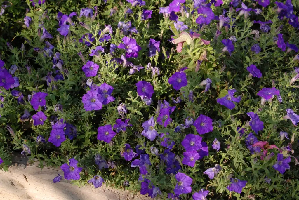 Photo of Petunia x hybrida - 'Shock Wave Denim' Flower Form:Jim Robbins
