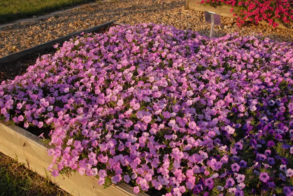 Photo of Petunia x hybrida - 'Pink Charm' Flower Form:Jim Robbins